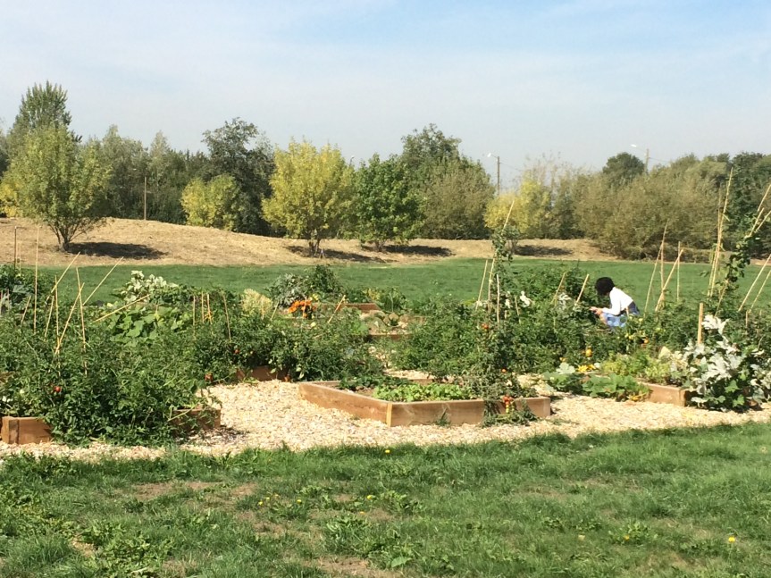potager sept 2015
